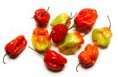 HOT Pepper 100g